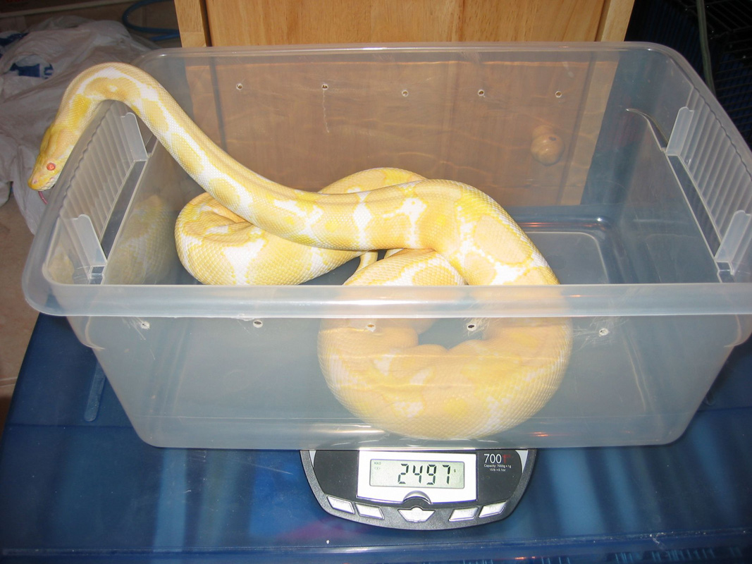 06 Albino Ball Python Female