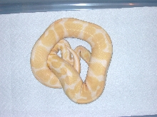 05 Albino Ball Python Male