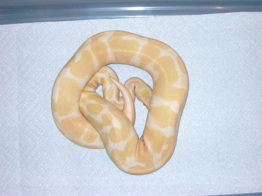 05 Albino Ball Python Male
