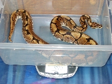 05 Spider Ball Python Male
