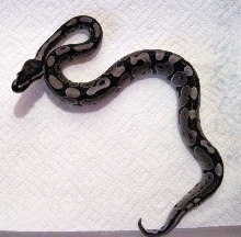 09 VPI Axanthic Ball Python Male
