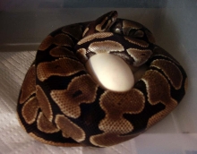 05 Het VPI Axanthic Ball Python Female