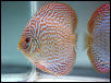 discus