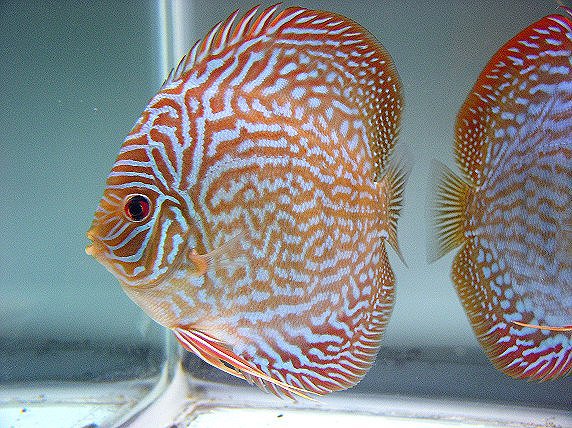 discus