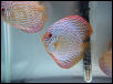 discus
