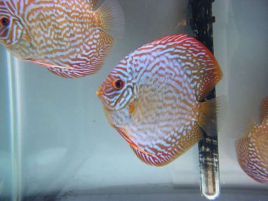 discus