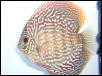 discus