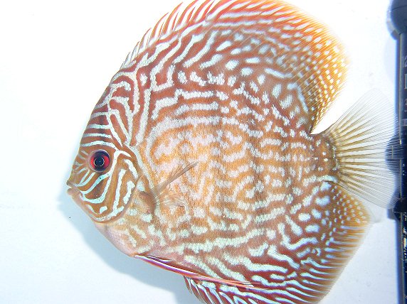 discus