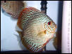 red turk discus
