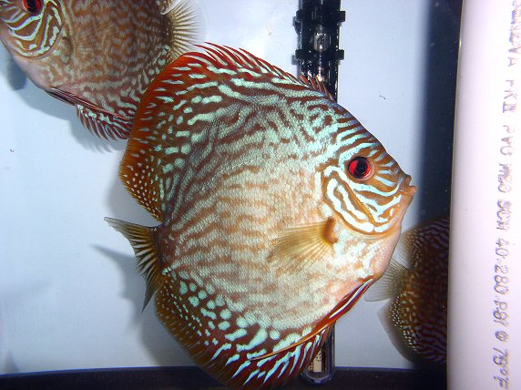 red turk discus