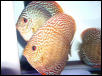Breeding red turk discus