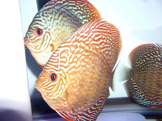 Breeding red turk discus
