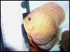 more red turk breeding