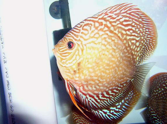 more red turk breeding
