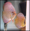 big red turk discus