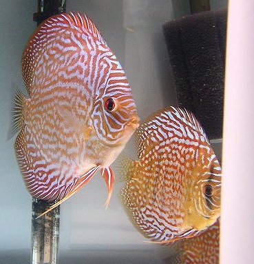 big red turk discus