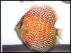 oriantial leopard discus