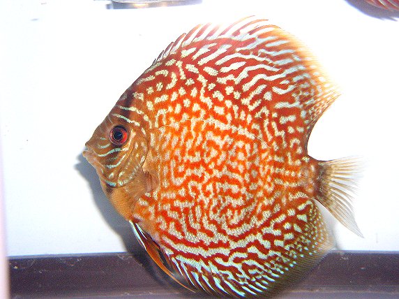oriantial leopard discus