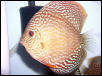 red turk discus