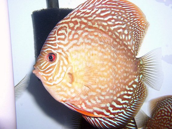 red turk discus