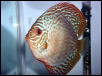 discus