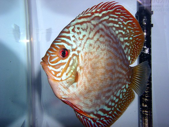 discus