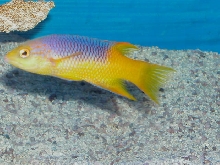 Saltwater - Austin Aquariums