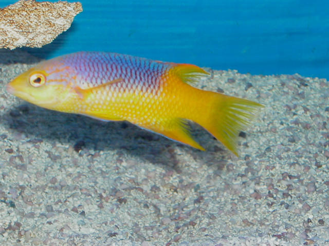 Saltwater - Austin Aquariums