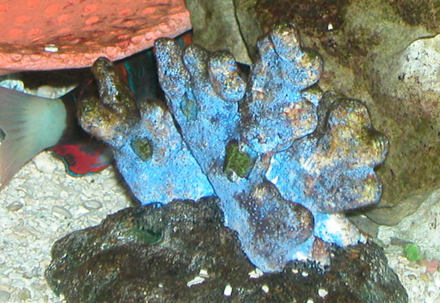 Saltwater Photos