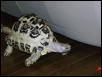 female leopard tortoise7 years old