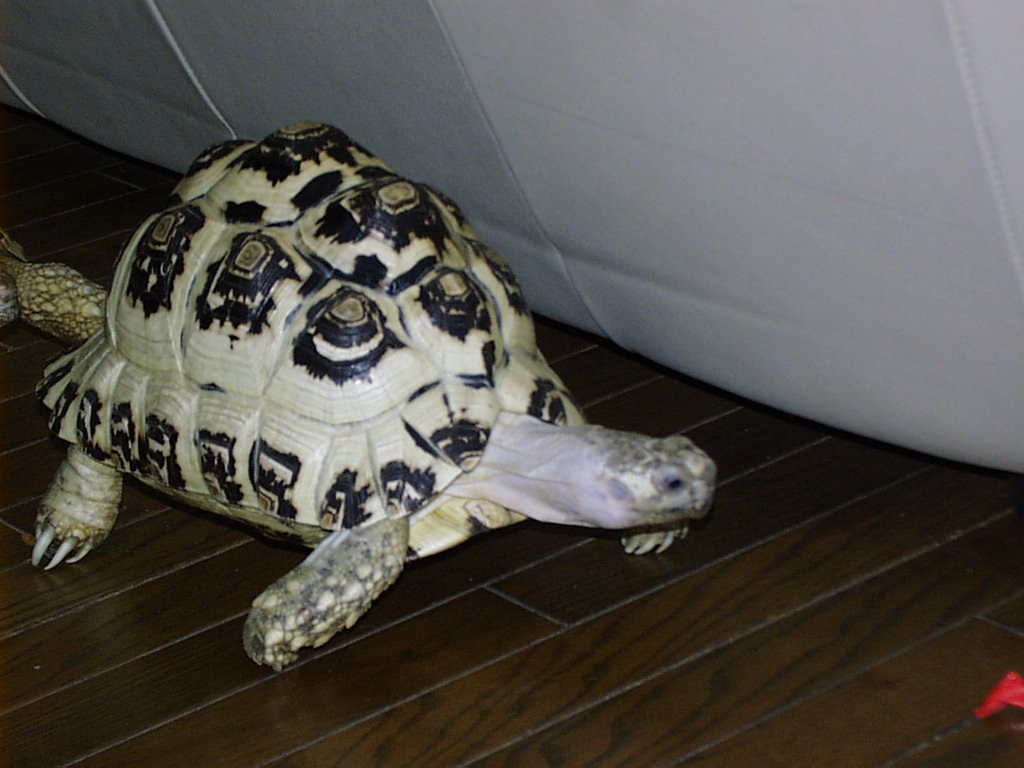 female leopard tortoise7 years old