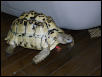 male leopard tortoise 6 yeras old