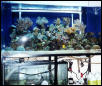 185 reef tank