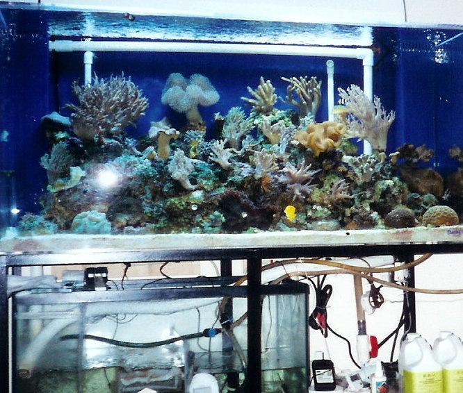 185 reef tank