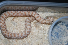 Caramel hognose