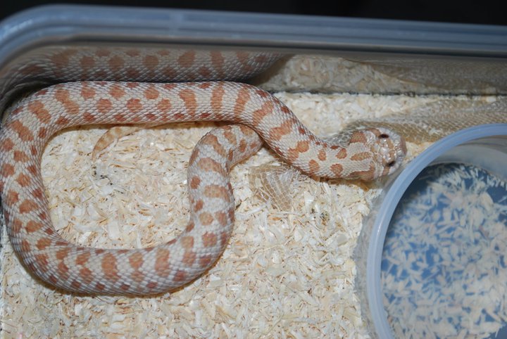 Caramel hognose