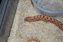 Hypo