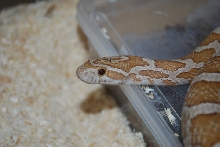 P. emoryi ghost