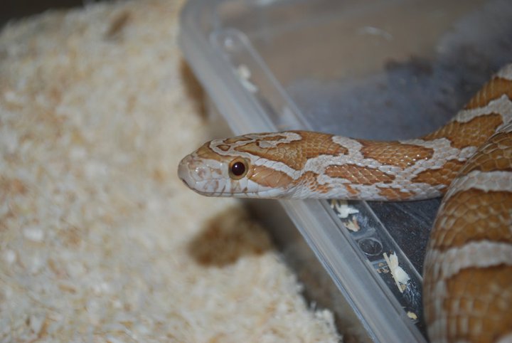 P. emoryi ghost