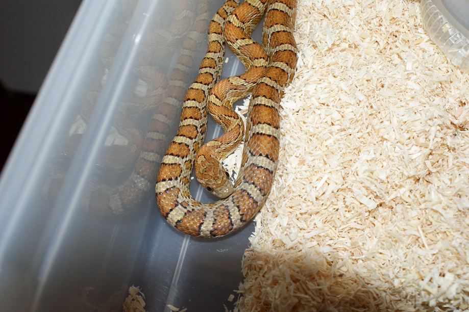 P. emoryi hypo