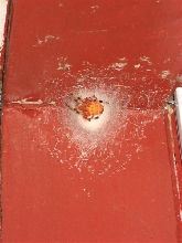 Can you ID this spider?
