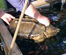 19" Shell Length Male Alligator Snapper