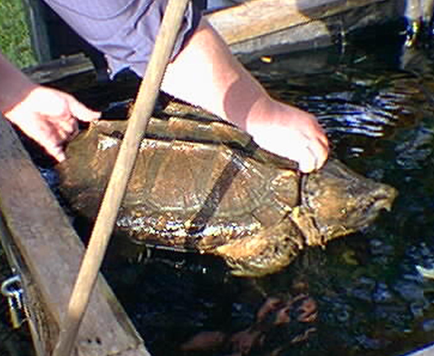 19" Shell Length Male Alligator Snapper