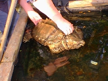 Adult Male Alligator Snapper