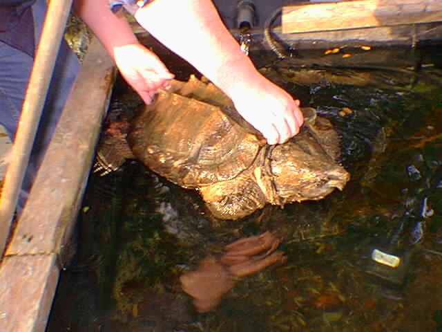 Adult Male Alligator Snapper