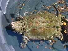 adult male alligator snapper
