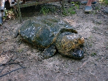 Old Male Alligator Snapper