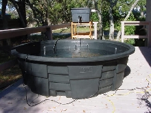 stock tank for alligator snapper