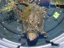 alligator snapper in stock tank