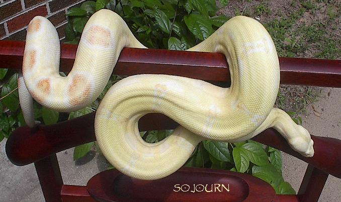 Sooki's rack